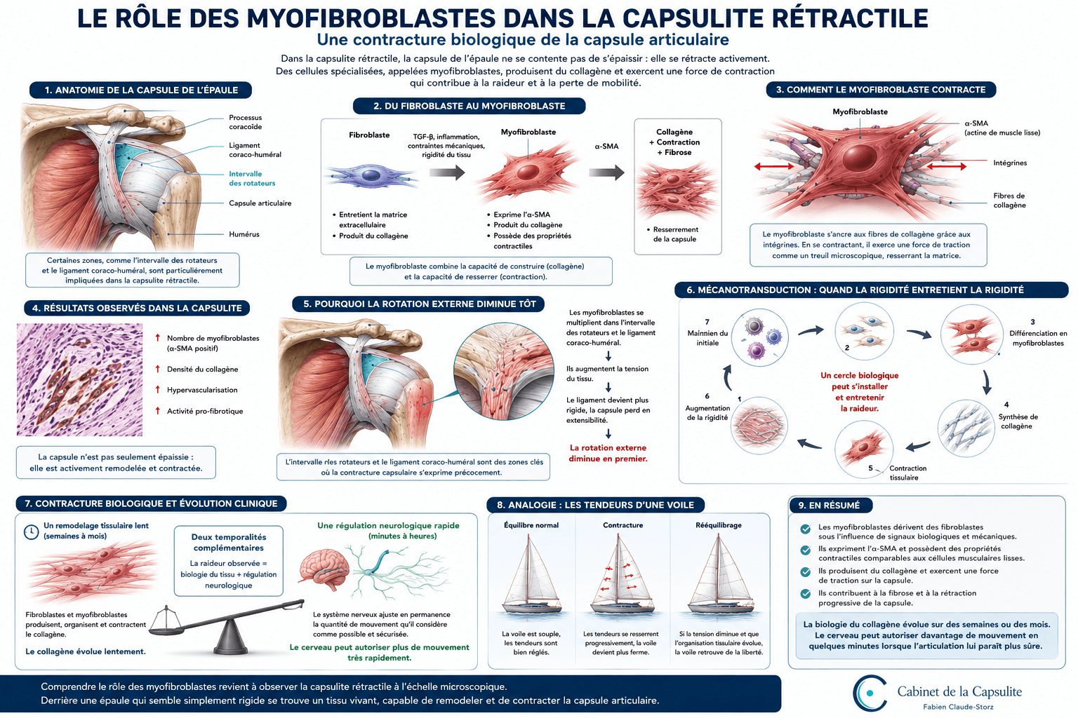 Contracture biologique de la capsule dans la capsulite rétractile — myofibroblastes et fibrose