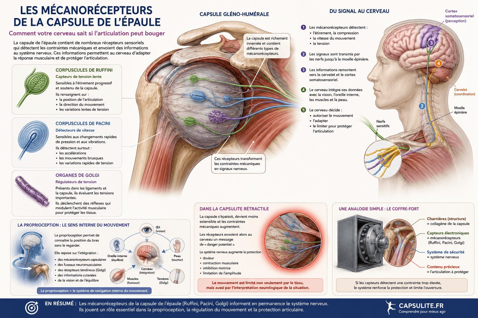 Schéma du dialogue entre la capsule de l'épaule et le cerveau dans la capsulite rétractile — mécanorécepteurs et système nerveux